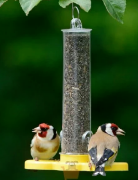 Jacobi Jayne Goldfinch Finder