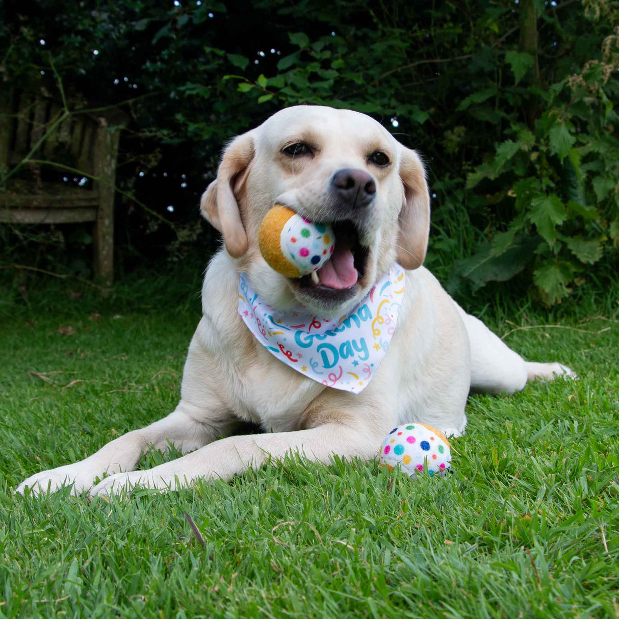 Ancol Pawty Tennis Balls