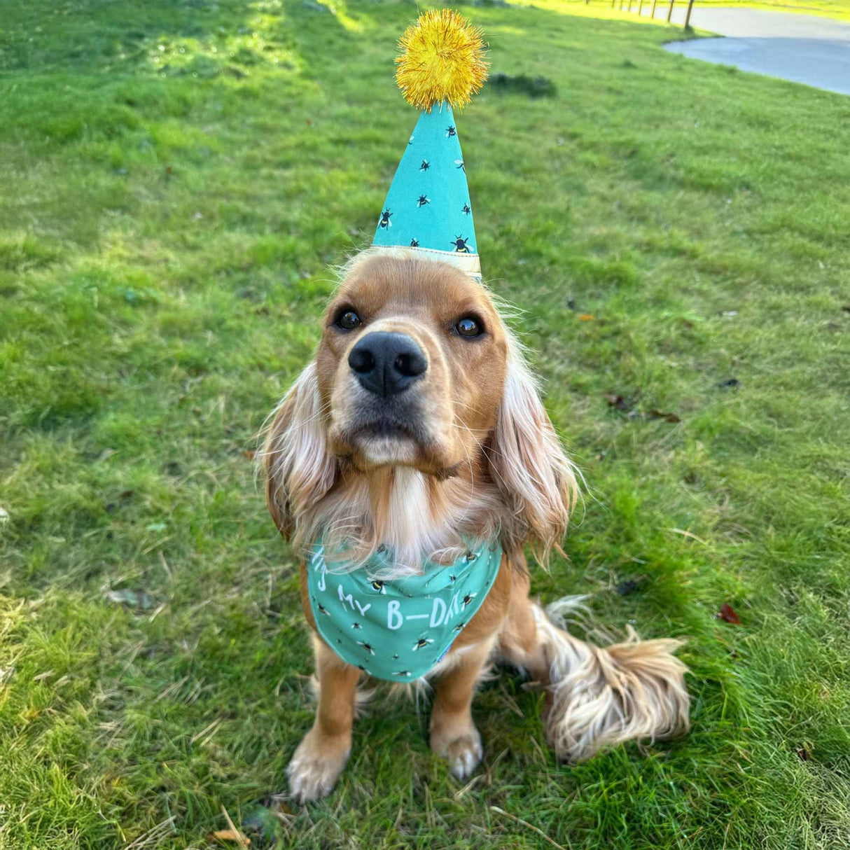 Ancol B-Day Hat & Bandana Set