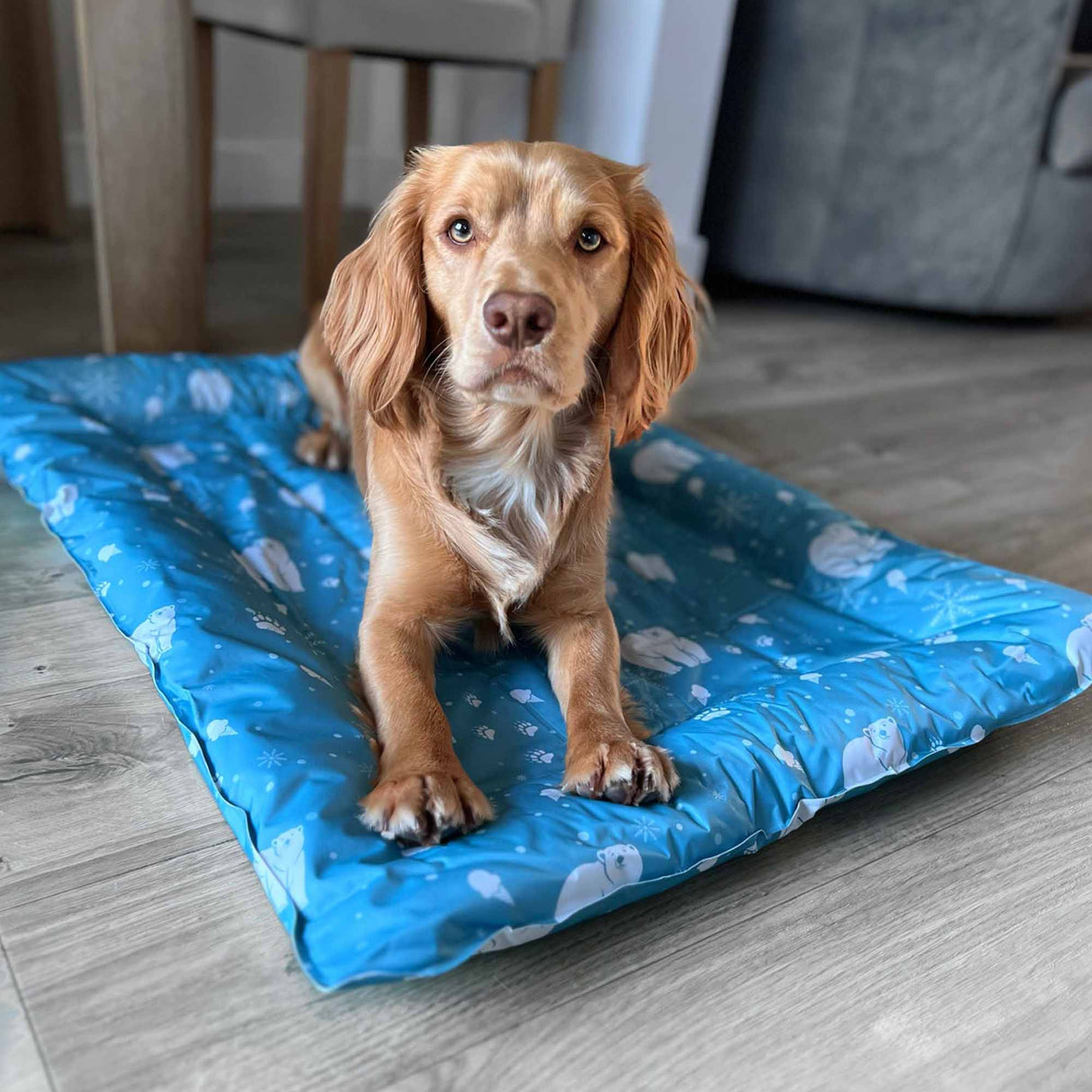 Ice Paws Cooling Bed Large 68x91cm