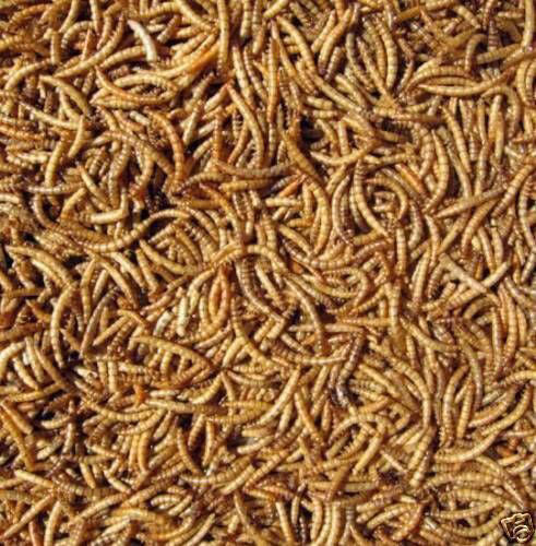 Wild Bird Dried Mealworms 12.5kg