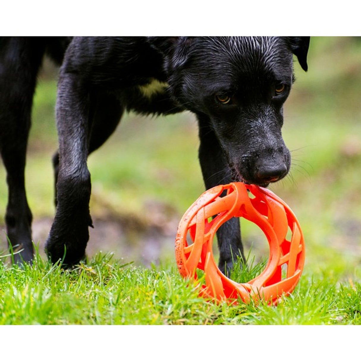 Chuckit Air Fetch Wheel