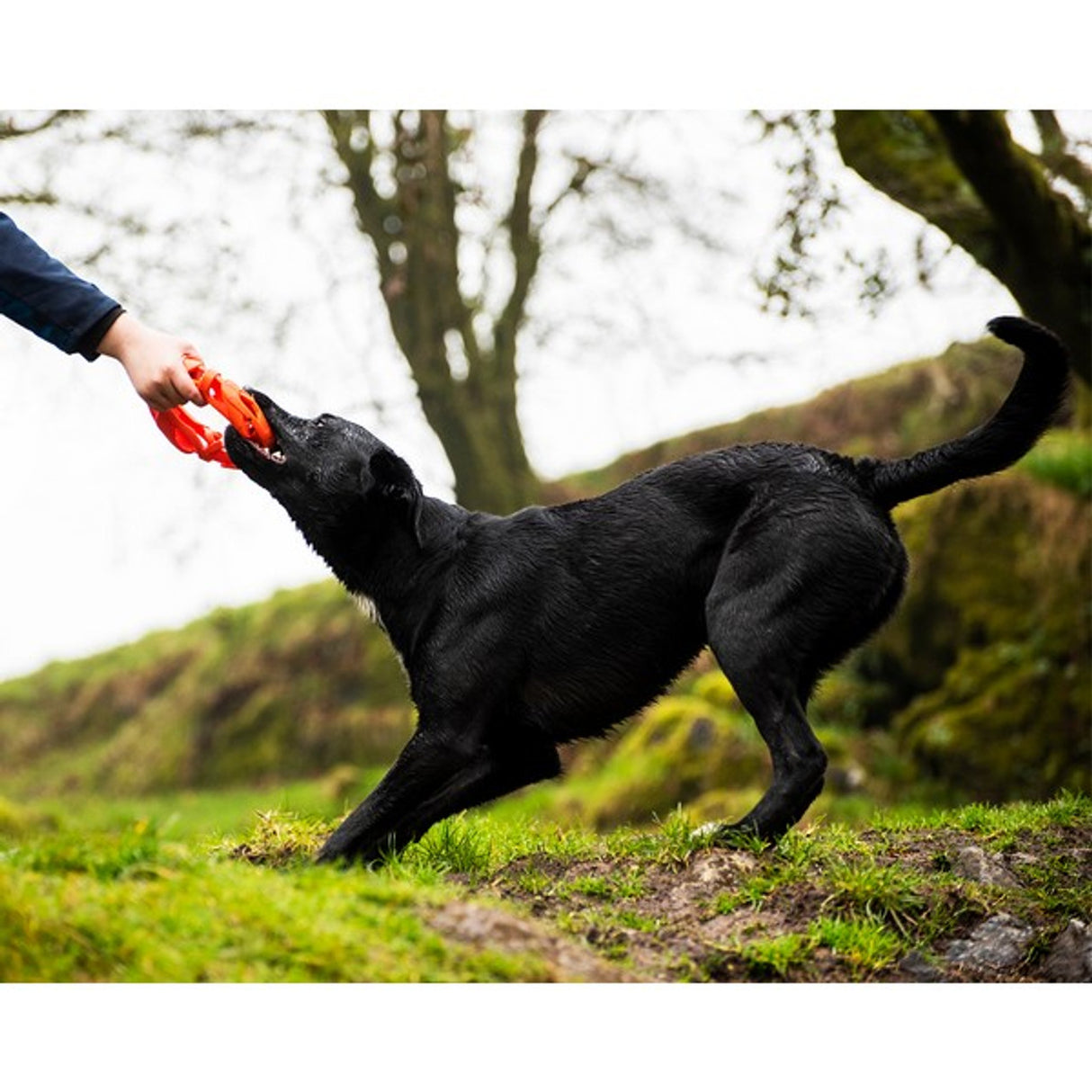 Chuckit Air Fetch Wheel