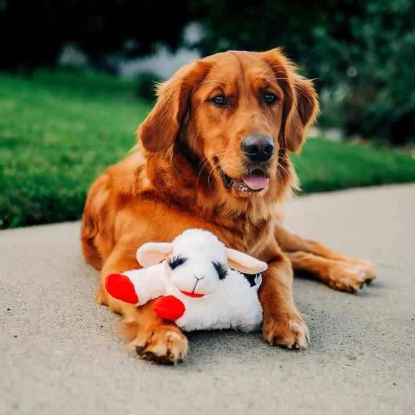Happy Pet Lamb Chop Medium