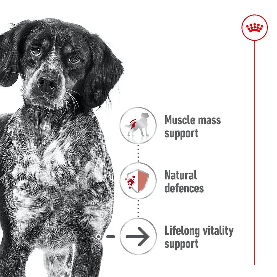 Royal Canin Dog - Medium Ageing 10+ 15kg