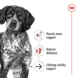 Royal Canin Dog - Medium Ageing 10+ 15kg