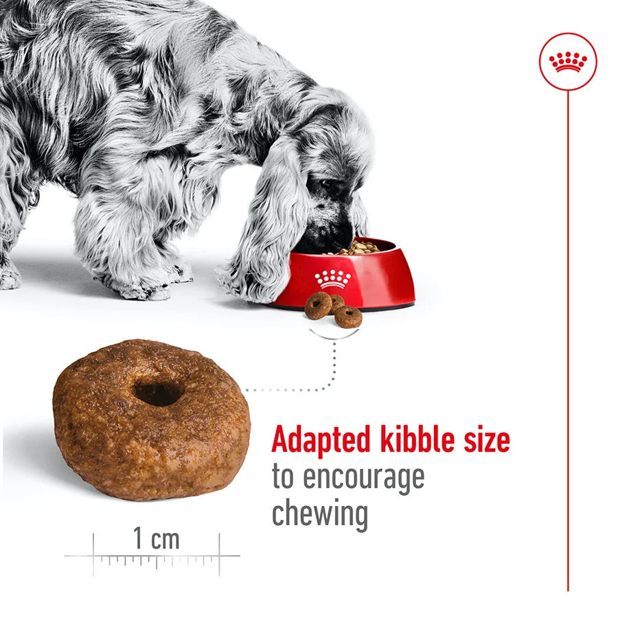 Royal Canin Dog - Medium Ageing 10+ 15kg
