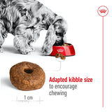 Royal Canin Dog - Medium Ageing 10+ 15kg
