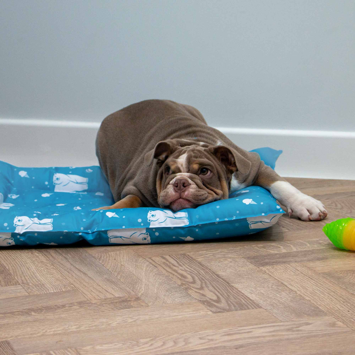 Ice Paws Cooling Bed Small 56x66cm
