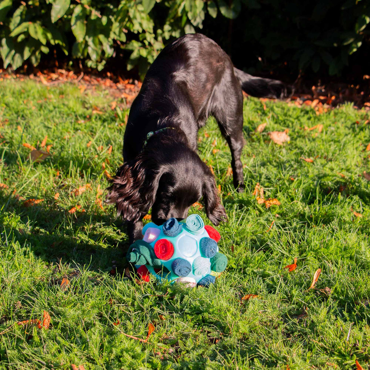 Ancol Orva Interactive Snuffle Ball