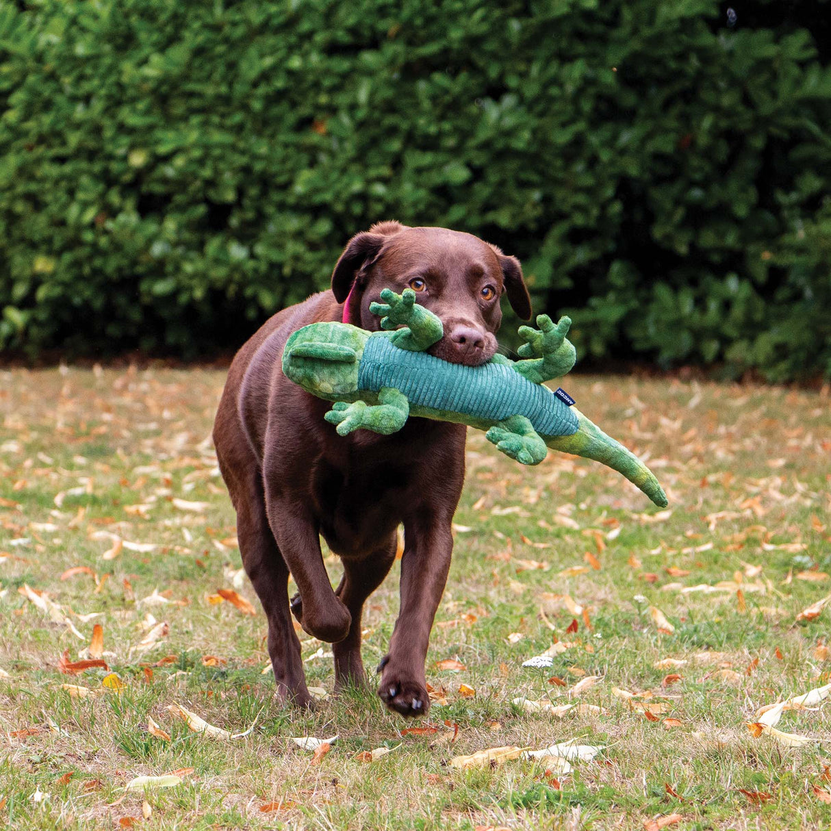 Ancol Playtime Cuddle Lizard