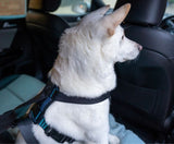 Company Of Animals CarSafe Crash Tested Harness Medium