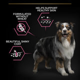 Pro Plan Dog - Senior Medium/Large Sensitive Skin Salmon & Rice 14kg