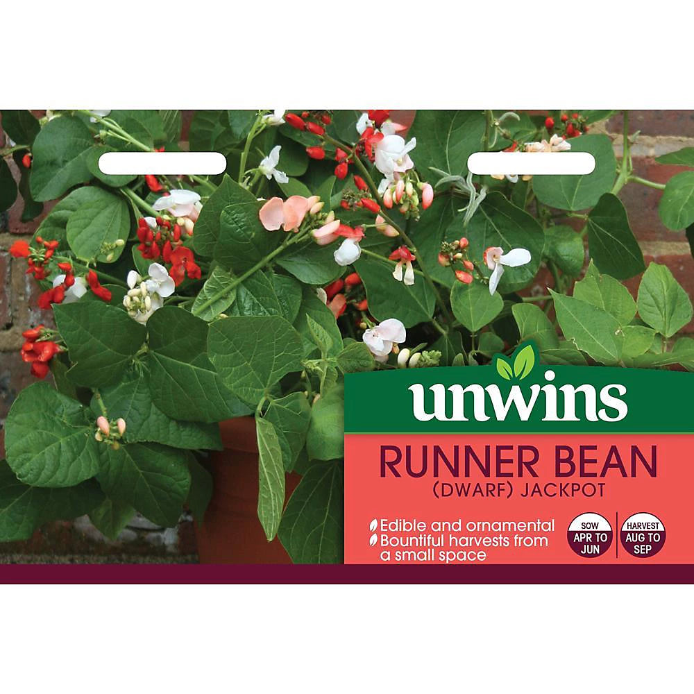 Unwins Runner Bean Jackpot Dwarf