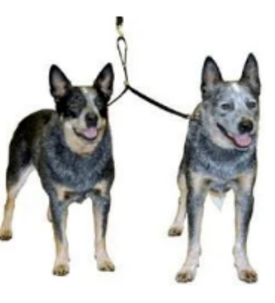 Picture of Company of Animals Double Dog Coupler Black Large