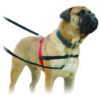Picture of Company of Animals Halti Front Control Harness Large