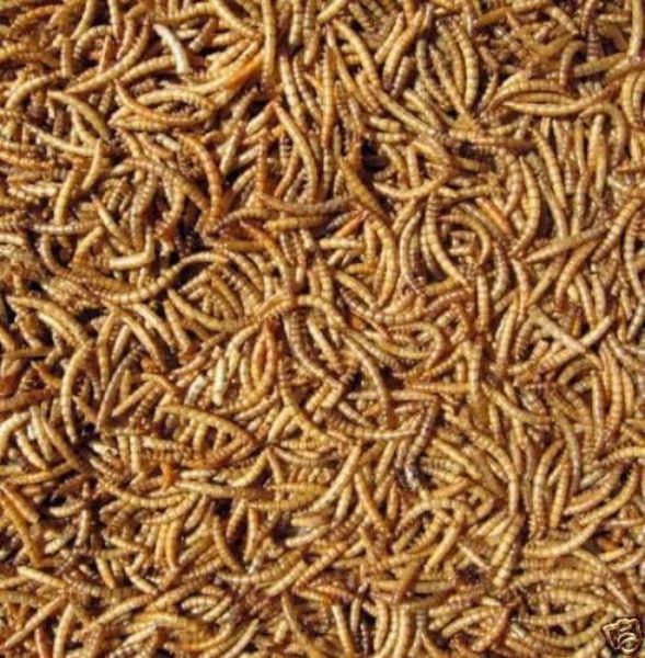 Picture of Wild Bird Dried Mealworms 12.5kg