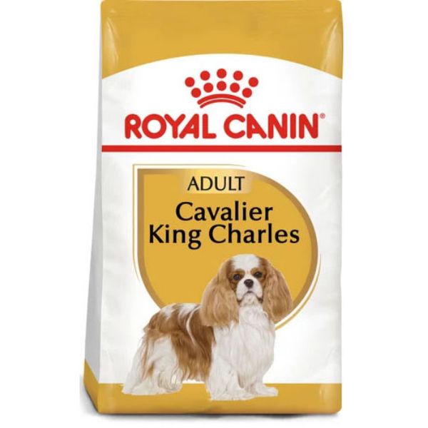 Royal 2025 canin cavalier