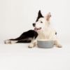 Picture of Scruffs Classic Food Bowl 19cm Grey