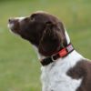 Picture of Weatherbeeta Therapy-Tec Dog Collar Black/Red XL 51-57cm