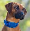Picture of Rogz Classic Padded Collar Large Blue 30-42cm