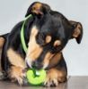 Picture of Rogz Fred Treat Ball - Green 2.5in