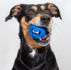 Picture of Rogz Fred Treat Ball - Blue 2.5in