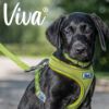 Picture of Ancol Viva Comfort Harness Small 34-45cm Lime