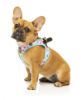 Picture of FuzzYard Candy Hearts Harness S