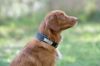 Picture of Weatherbeeta Explorer Dog Collar Navy L 55-65cm