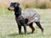 Picture of Weatherbeeta Comfitec Windbreaker Free Deluxe Dog Coat Olive Green/Burgundy/White