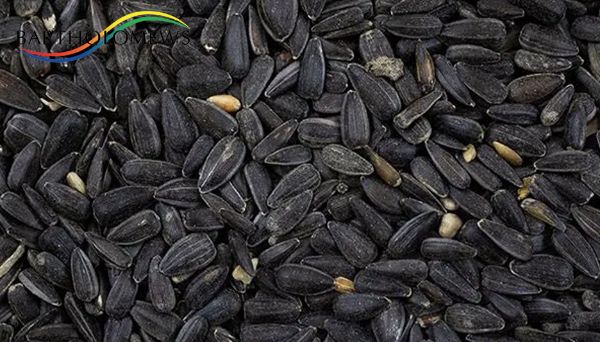 Picture of Bartholomews Black Sunflower Seed 12.75kg